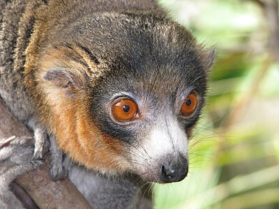 Eulemur_mongoz_(male_-_face).jpg