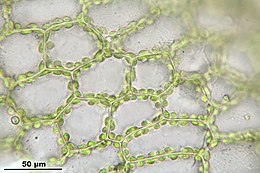 Cellen van de bladschijf van gewoon krulmos (Funaria hygrometrica), met chloroplasten tegen de celwanden gelegen