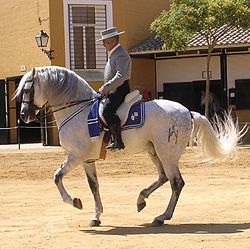 Kartäuser-Pferd, Jerez, 2006