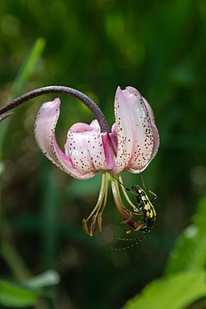 Inseto da espécie Rutpela maculata sobre um lírio-martagão (Lilium martagon) fotografado no parque natural Ötscher-Tormäuer, Baixa Áustria. (definição 2 036 × 3 054)