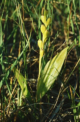 groenknolorchis aan de oever van het Svētes-meer