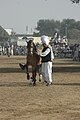 Malik Ata with one of his dancing horses at Kot Fateh Khan Mela 2008