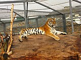 Амурская тигрица (Panthera tigris altaica) по кличке Тайга, вид внесён в Красную книгу МСОП