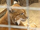 Обыкновенная рысь (Lynx lynx), вид внесён в Красную книгу МСОП и в Красную книгу Республики Беларусь