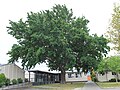 Lovelock Oak