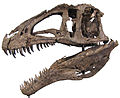 Acrocanthosaurus