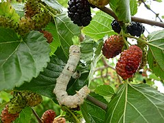 Chenille sur un mûrier