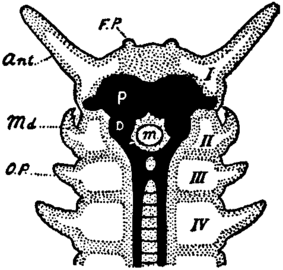 Anatomy of onychophoran anterior region, showing specialized appendages (ant, md) and deutocerebrum (D).