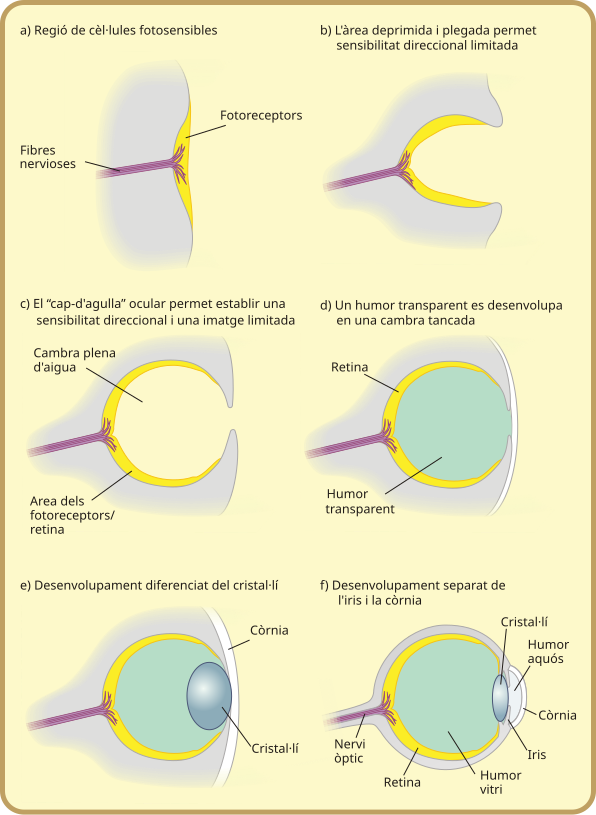 Evolució de l'ull