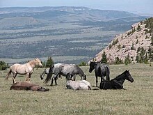 a herd of horses standing or laying down in a green field with mountains in the background