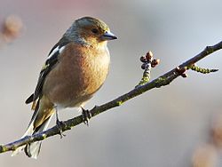 Bogfinke (F. coelebs)