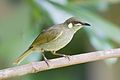 El mielero marcado (Meliphaga notata) es una especie de ave paseriforme de la familia Meliphagidae endémica de Australia. Fotografía tomada en Daintree Village, Queensland, Australia, por JJ Harrison.