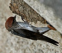 Building nest in Kawal Wildlife Sanctuary, India