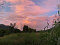 Cactus Cardon Guajiro and Corn at Sunset after a summer thunderstorm in Tamazula, Durango