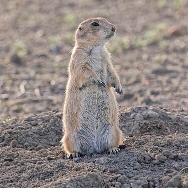 Black-tailed prairie dog by Cephas