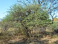 Swarthaak (Acacia mellifera)