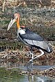 Lesser adjutant