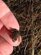 Une grenouille rousse juvénile à 2 300 mètres.