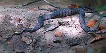 Diamondback watersnake (Nerodia rhombifer) in San Jacinto County