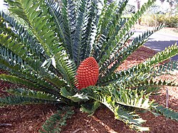 A Maputaland cycad