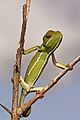 El camaleón orejero (Chamaeleo dilepis) es una especie de reptil escamoso de la familia Chamaeleonidae. Se distribuye en sabanas y bosques húmedos en toda África subsahariana y África Central desde el este de Senegal hasta Somalia y Etiopía. Por Charlesjsharp.