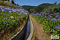 Levada dos Tornos