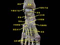 踝關節與跗蹠關節的深部解剖照片