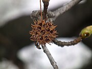 Closeup on a sweetgum seed pod