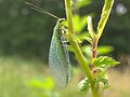 Chrysopa perla