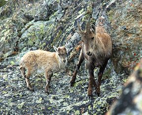 Alpensteinbock im Aostatal