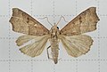 Anomis mesogona