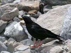 Chocard à bec jaune, Pyrrhocorax graculus.