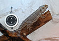 enlanda barba agamo (Pogona vitticeps)