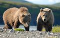 Twee jonge bruine beren in Alaska.