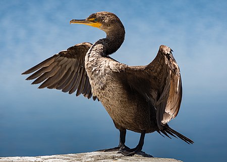 Double-crested cormorant