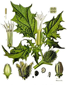 Datura stramonium