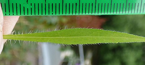 Hair profile of leaf, projecting at base usually, directed forward at tip