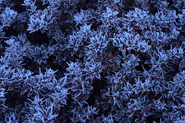 Frost on plant leaves in the Himalayas