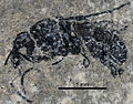 Pseudectatomma striatula