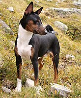 Trindle Basenji