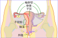 2019年1月21日 (一) 19:53版本的缩略图