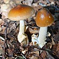 Amanita fulva