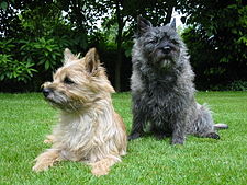 Cairn terrier, oft talinn elsta afbrigði terrierhunda.