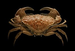 Un crabe Cancer bellianus (Eucarida)