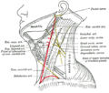 Side of neck, showing chief surface markings.