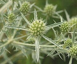 Cardon à beudet