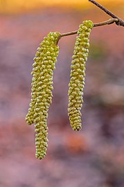 Male catkins