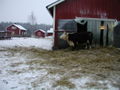 Ferme de Haltiala à Tuomarinkylä.