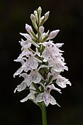 Gevlekte orchis