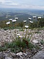 Leucanthemum graminifolium